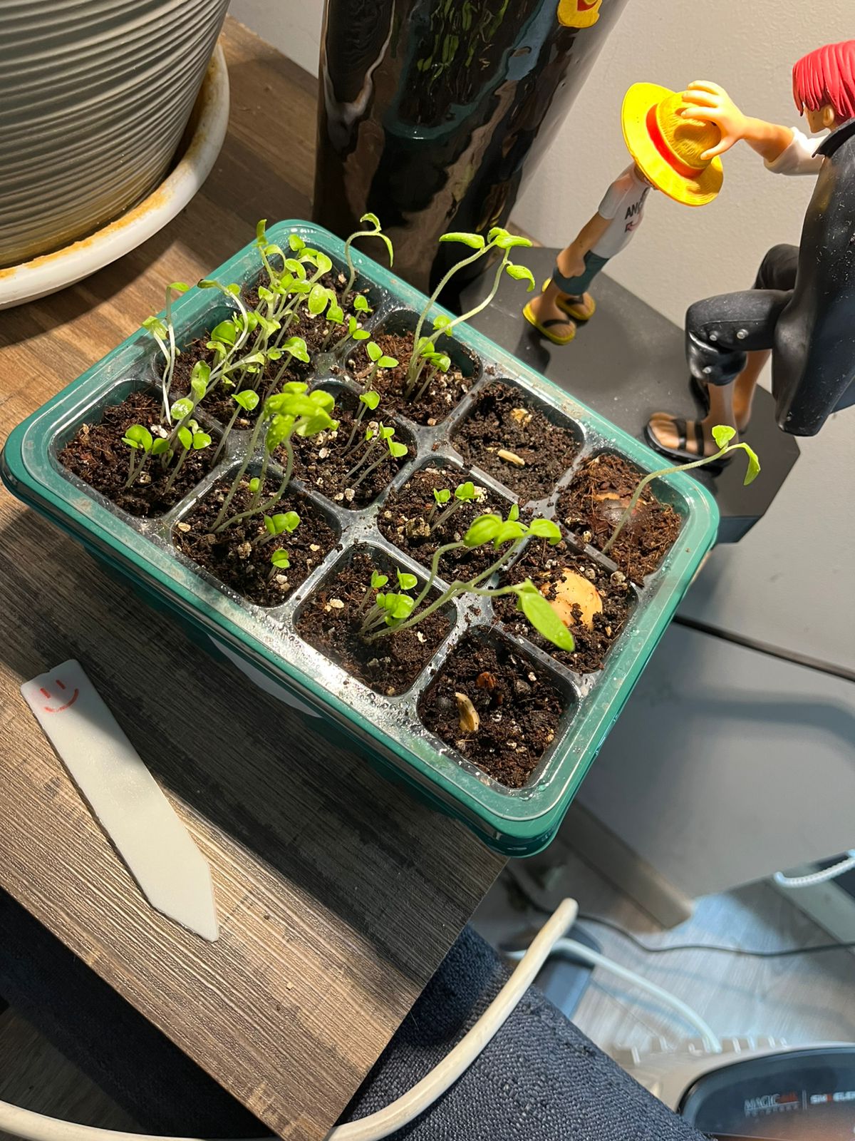 Capsula de germinación